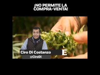 ‘Insuficiente la iniciativa sobre mariguana’, en opinión de Ciro Di Costanzo