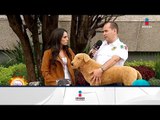 ¿Cómo hacer un botiquín de primeros auxilios para tu mascota? | Sale el Sol