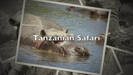 Tanzanian Safari