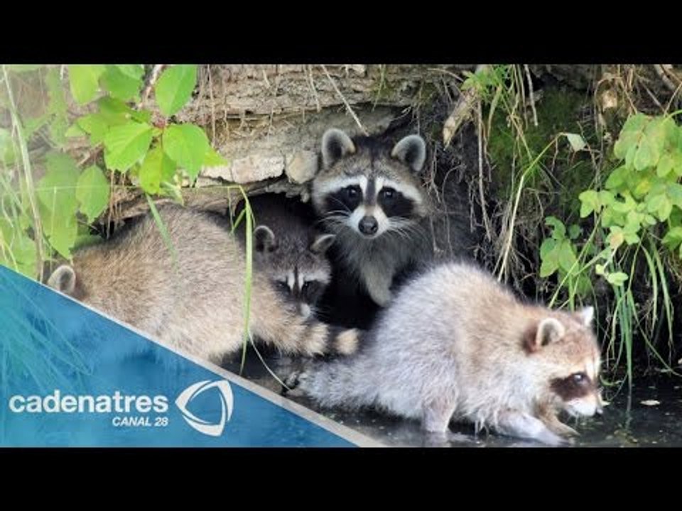 Preocupa en Mazatlán la sobrepolación de mapaches
