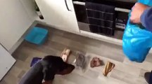 Dog gets to choose his preferred treat