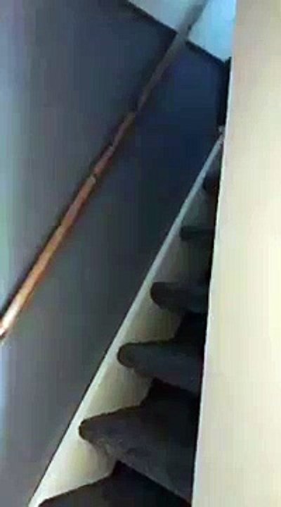 Dog lowered down the stairs in a bag