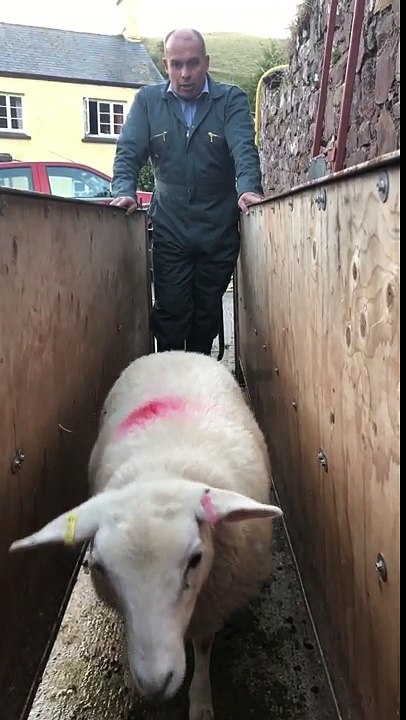 Girl gets headbutted by a sheep while recording