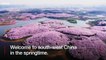 Drone captures stunning China blossoms - BBC News