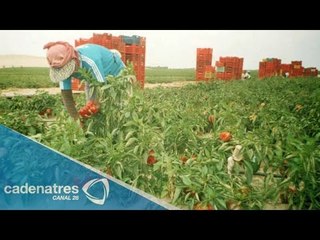 Bajas temperaturas en Aguascalientes afectan las cosechas