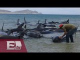Mueren 24 ballenas varadas en Ensenada / Ingrid Barrera