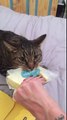Greedy cat growls and won't let go of block of cheese