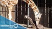 Nace jirafa en el zoológico de León, Guanajuato