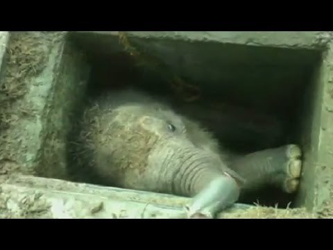 Elefante bebé rescatado de drenaje en Sri Lanka