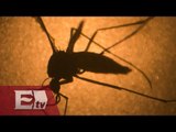 314 casos de zika y 291 de chikungumya en México/ Yazmín Jalil