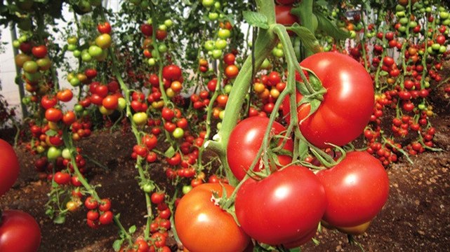 Domates ihracatı 1,5 milyar doları aştı