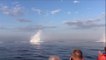 3 baleines sortent de l'eau en même temps, un événement rare filmé au Canada