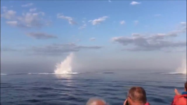 3 baleines sortent de l'eau en même temps, un événement rare filmé au Canada