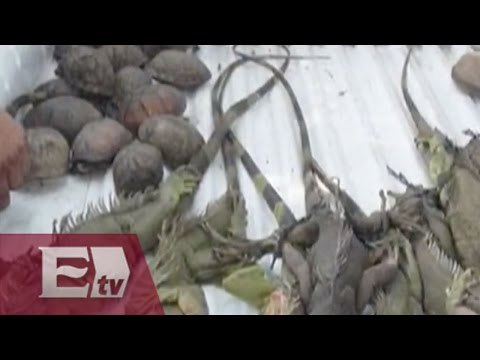 Rescatan reptiles almacenados en contenedores de plástico en Chiapas / Martín Espinosa
