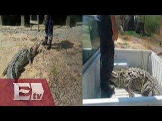 Rescata Profepa a cocodrilo en playa de Zihuatanejo / Ingrid Barrera