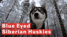 Why Siberian Huskies Have Blue Eyes