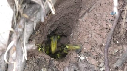 Katil Arıların Yaşam Alanı Böyle Görüntülendi