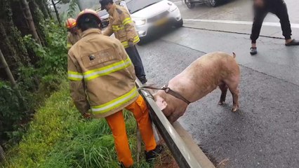 [영상] 고속도로 난데없는 돼지 출현..."트럭서 낙하 추정" / YTN