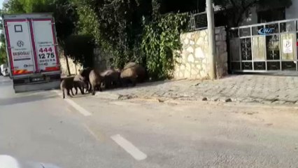 Bodrum’da aç kalan domuzlar şehre indi