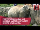 Asociación animal realiza consulta sobre el cierre del Zoológico de Chapultepec