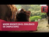 Muere bisonte en el zoológico de Chapultepec