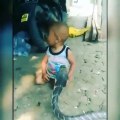 Ce jeune enfant joue avec un cobra très dangereux... Même pas peur du serpent