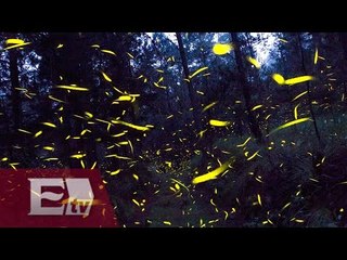 Avistamiento de luciérnagas en Nanacamilpa, Tlaxcala/ Ingrid Barrera