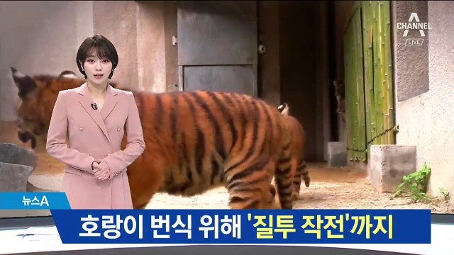 번식 위해 ‘질투 작전’…호랑이 4마리 출생비화 공개