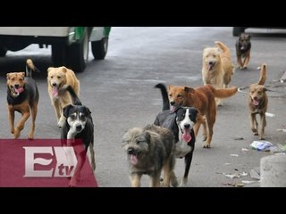 México el país con más perros de América Latina / Ricardo Salas