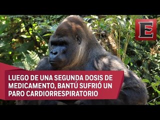 Gorila Bantú murió por exceso de anestesia
