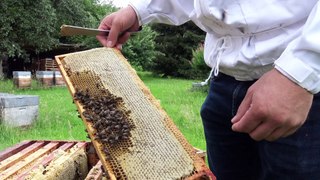 L'abeille, la ruche et le miel