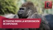 Activistas piden la intervención de diputados en el caso del gorila Bantú