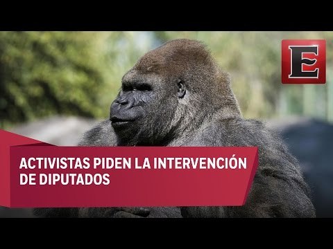 Activistas piden la intervención de diputados en el caso del gorila Bantú