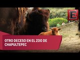 Fallece un bisonte hembra en el Zoológico de Chapultepec