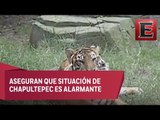 Expertos piden convertir zoológicos en santuarios de protección