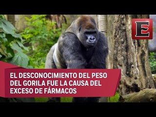 Bantú murió por sobredosis de anestesia