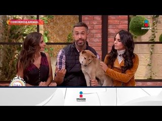 ¿Sabías que 6 de cada 10 mascotas que se regalan en Navidad terminan en la calle? | Sale el Sol