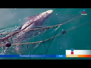 Vaquita Marina: en busca del milagro | Noticias con Francisco Zea