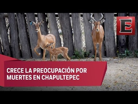 Expertos sugieren transformar zoológicos en santuarios