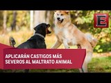 Lanzan en la CDMX campaña para erradicar las peleas de perros