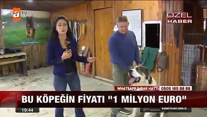 Türkmen Alabaÿ iti Turkiye  döwletiniñ Atv habar kanalynda.#turkmenistan #turkmenalabay #alabay #turkmendogs