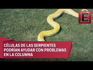 ¿Por qué las serpientes tienen el cuerpo largo?