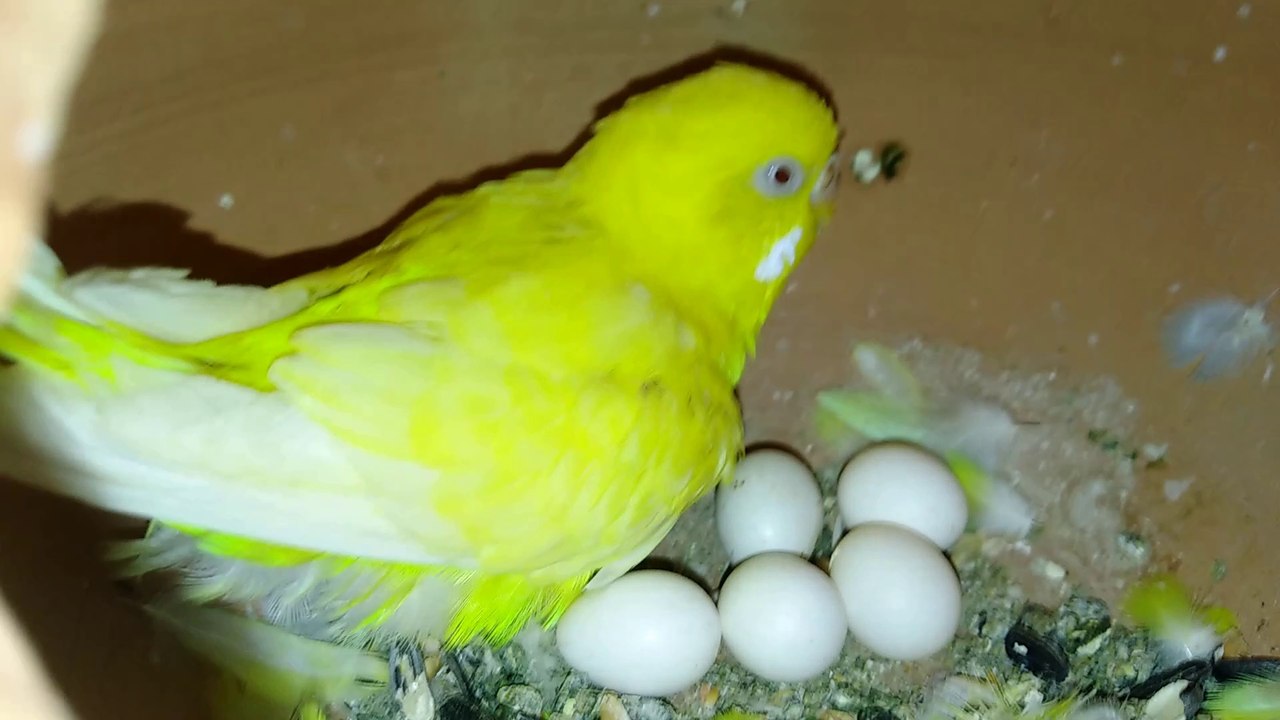Colony progress - Budgies | progress in colony | urdu/hindi | by Budgies Kingdom |Hasnat Rajpoot| HD |