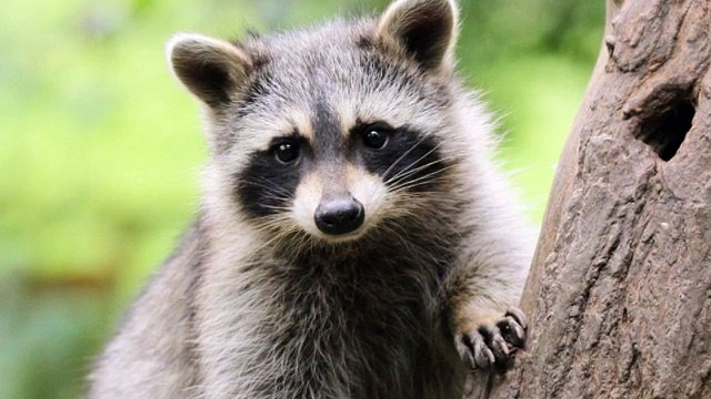 WildLife control | Pest Control | Florida | Sarasota FL