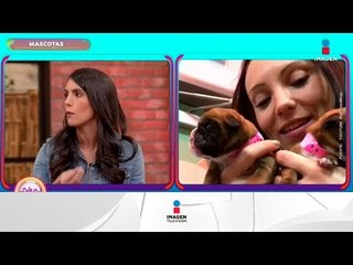Clonación de mascotas ¿estás a favor o en contra? | Sale el Sol