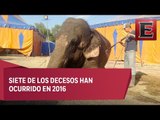 Han muerto 11 animales rescatados de circos