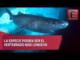 El tiburón Groenlandia puede vivir hasta 400 años