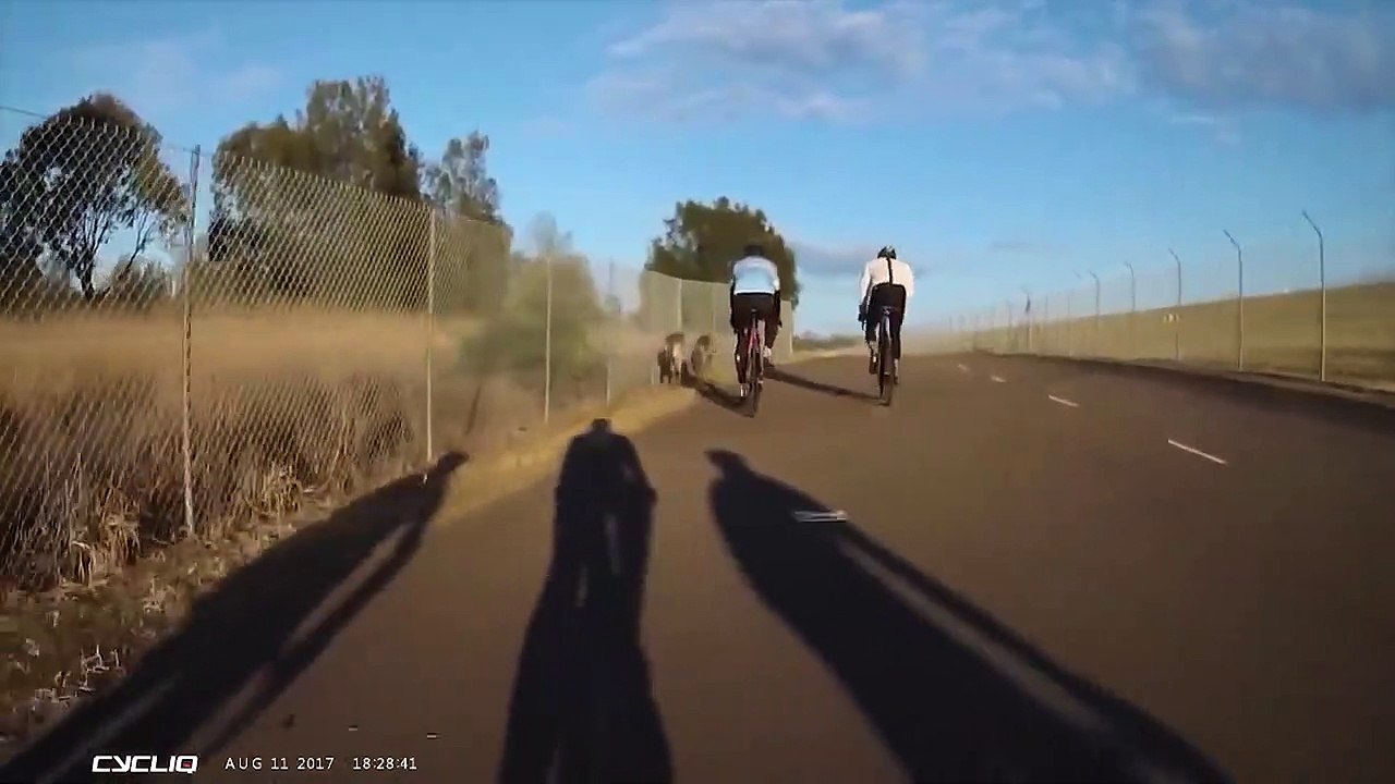 Un cycliste se fait attaquer par un kangourou