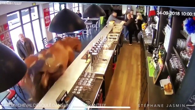 Un cheval fou fait irruption dans un PMU à Chantilly