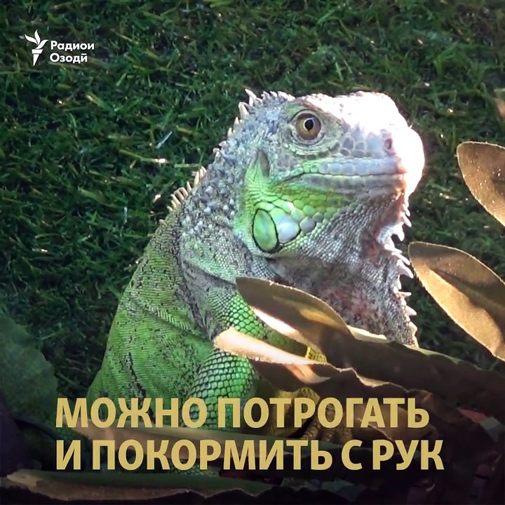 В Душанбе, в районе центра "Системавтоматика", открылось необычное заведение-"Контактный Зоопарк". Здесь посетители могут потрогать животных или покормить их с